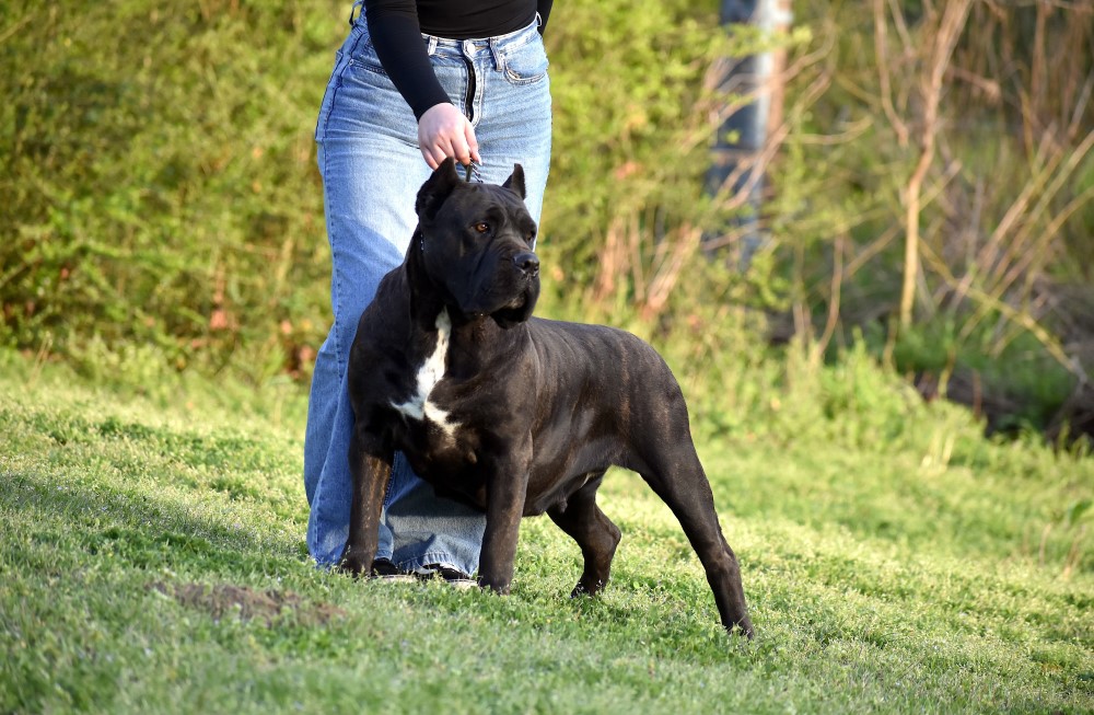 Cascade shops ridge cane corso