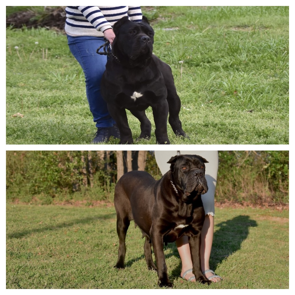 Cascade shops ridge cane corso